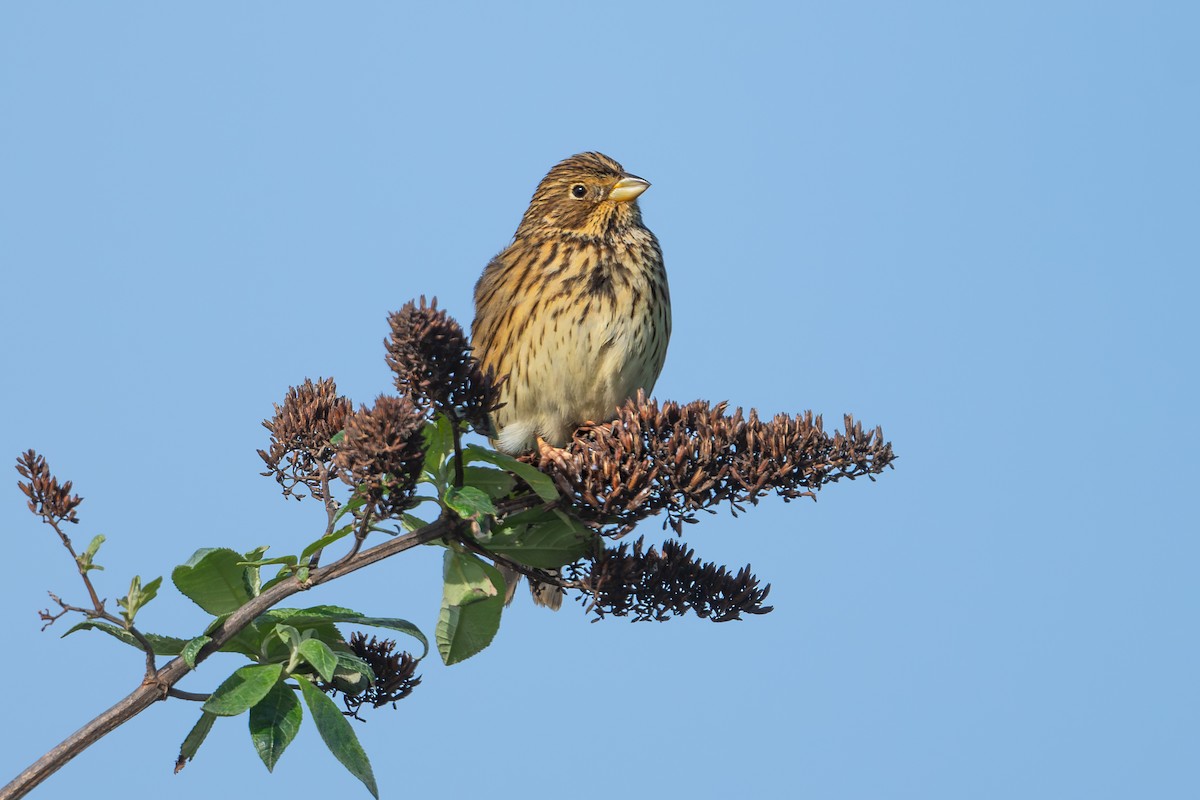 Grauammer - ML646973965