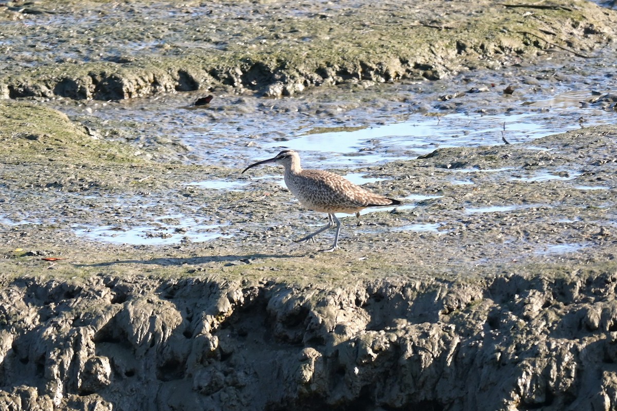 Hudsonbrachvogel - ML646973966