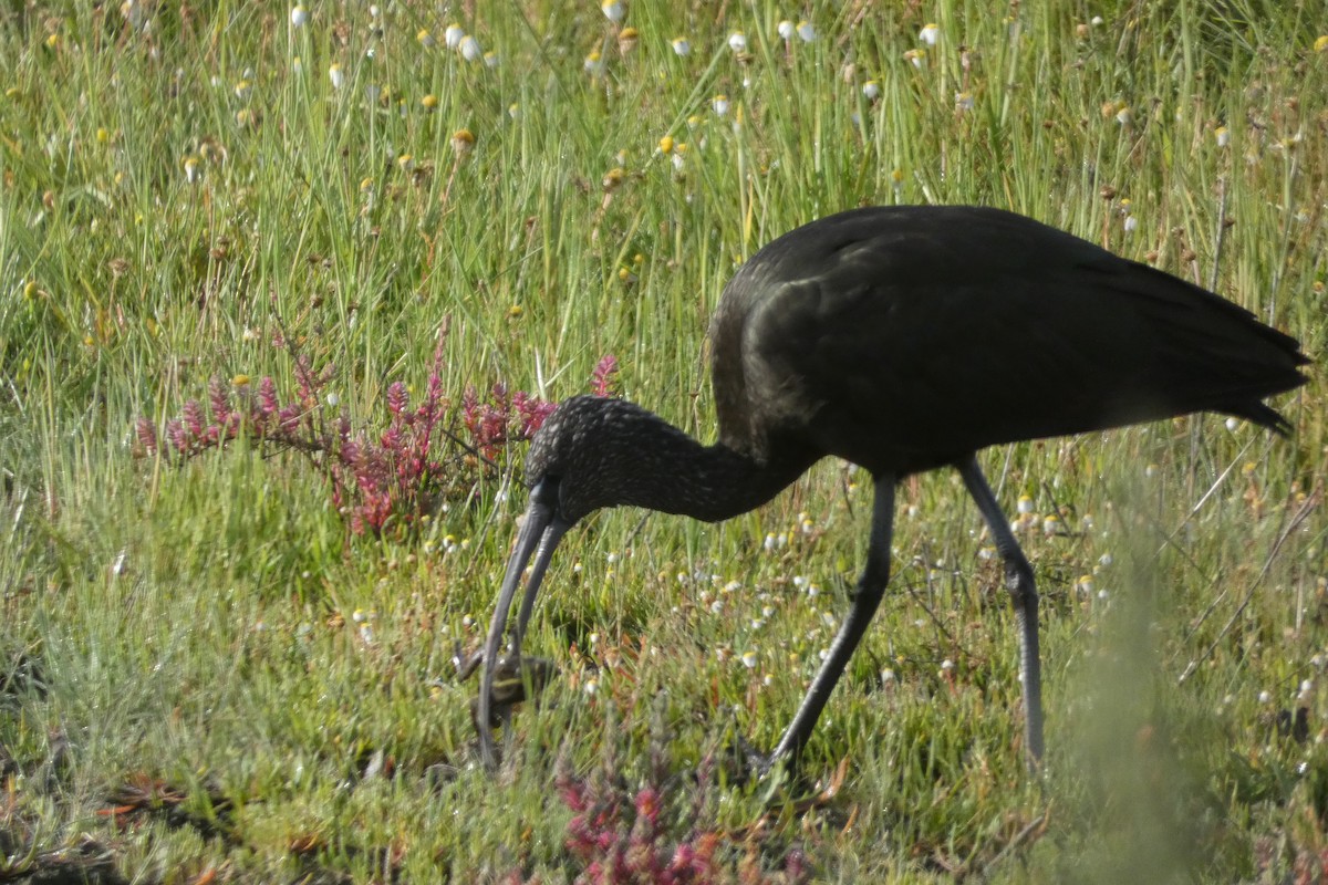 Sichler - ML646973969