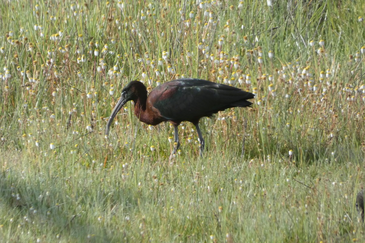 Sichler - ML646973970