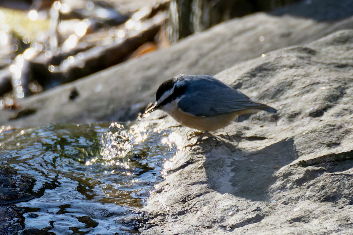 Rotbrustkleiber - ML646973972