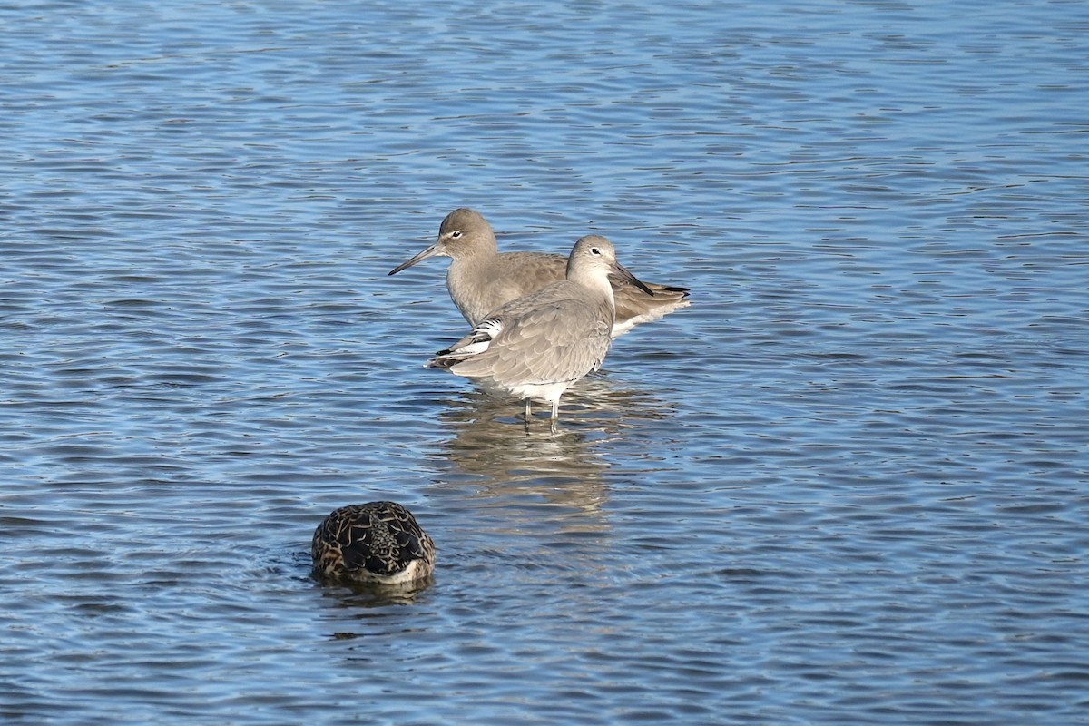 Schlammtreter - ML646973975