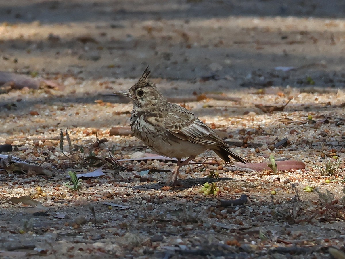 Haubenlerche - ML646973976