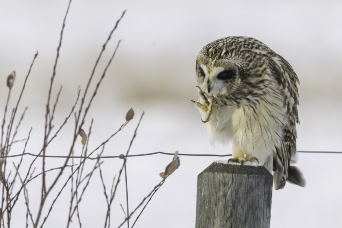 Sumpfohreule - ML646973977