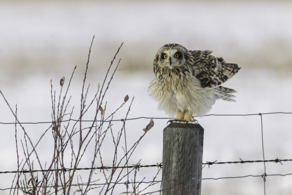 Sumpfohreule - ML646973978