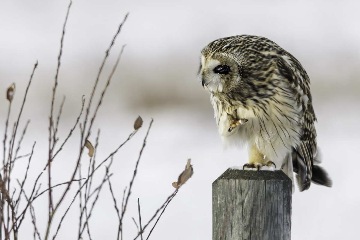 Sumpfohreule - ML646973979