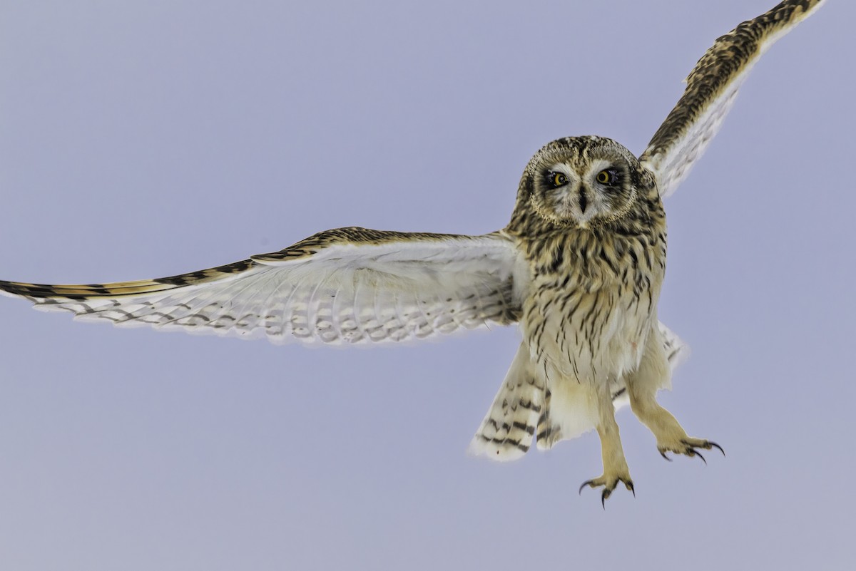 Sumpfohreule - ML646973980