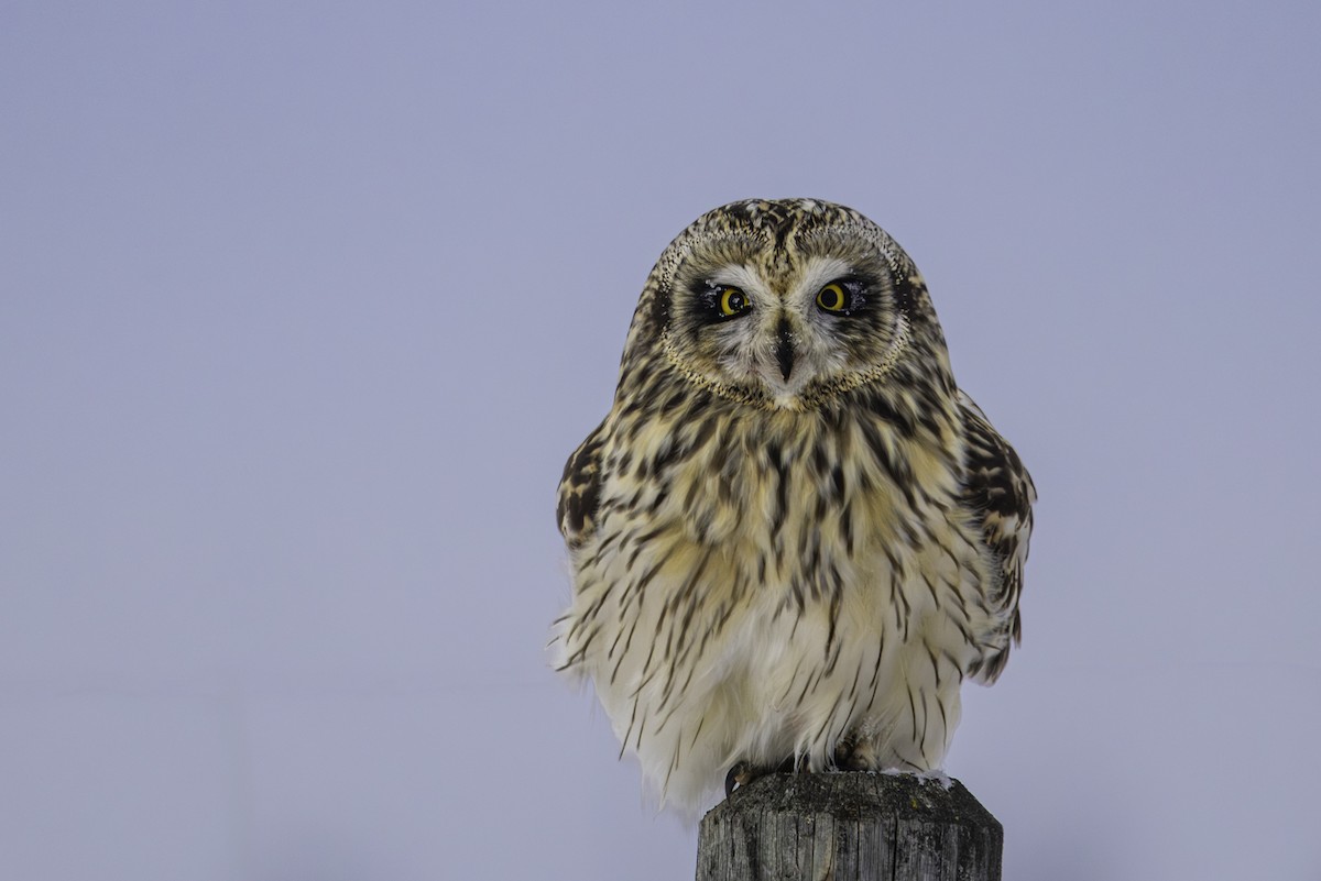 Sumpfohreule - ML646973981