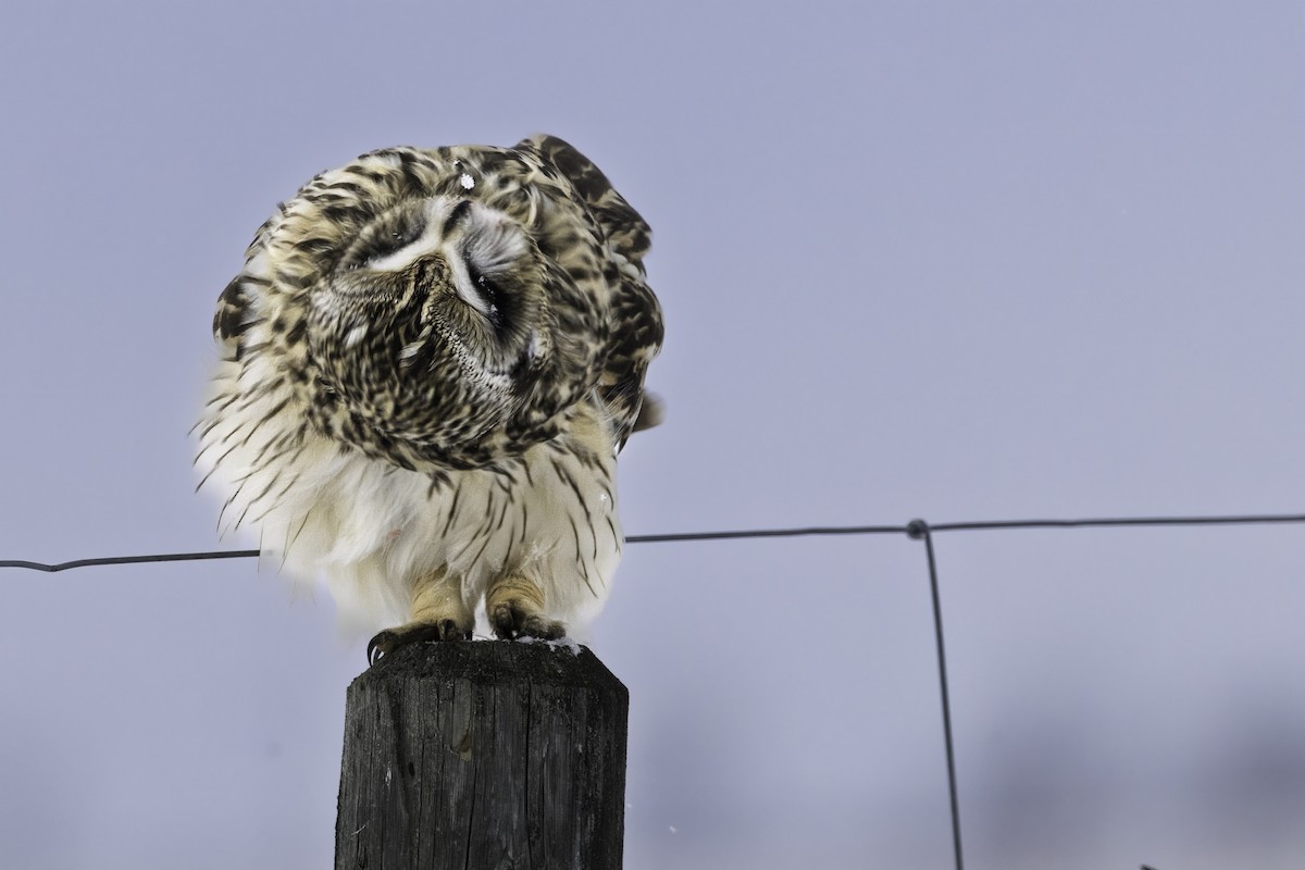 Sumpfohreule - ML646973982