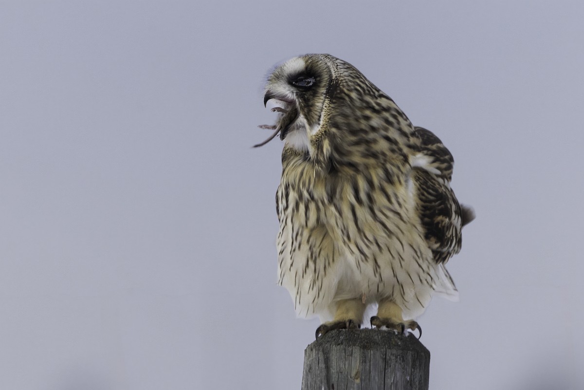 Sumpfohreule - ML646973983