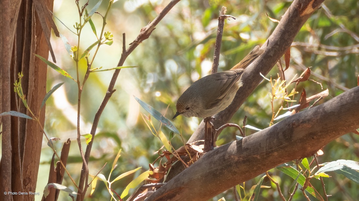 Roststirn-Dornschnabel - ML646973984