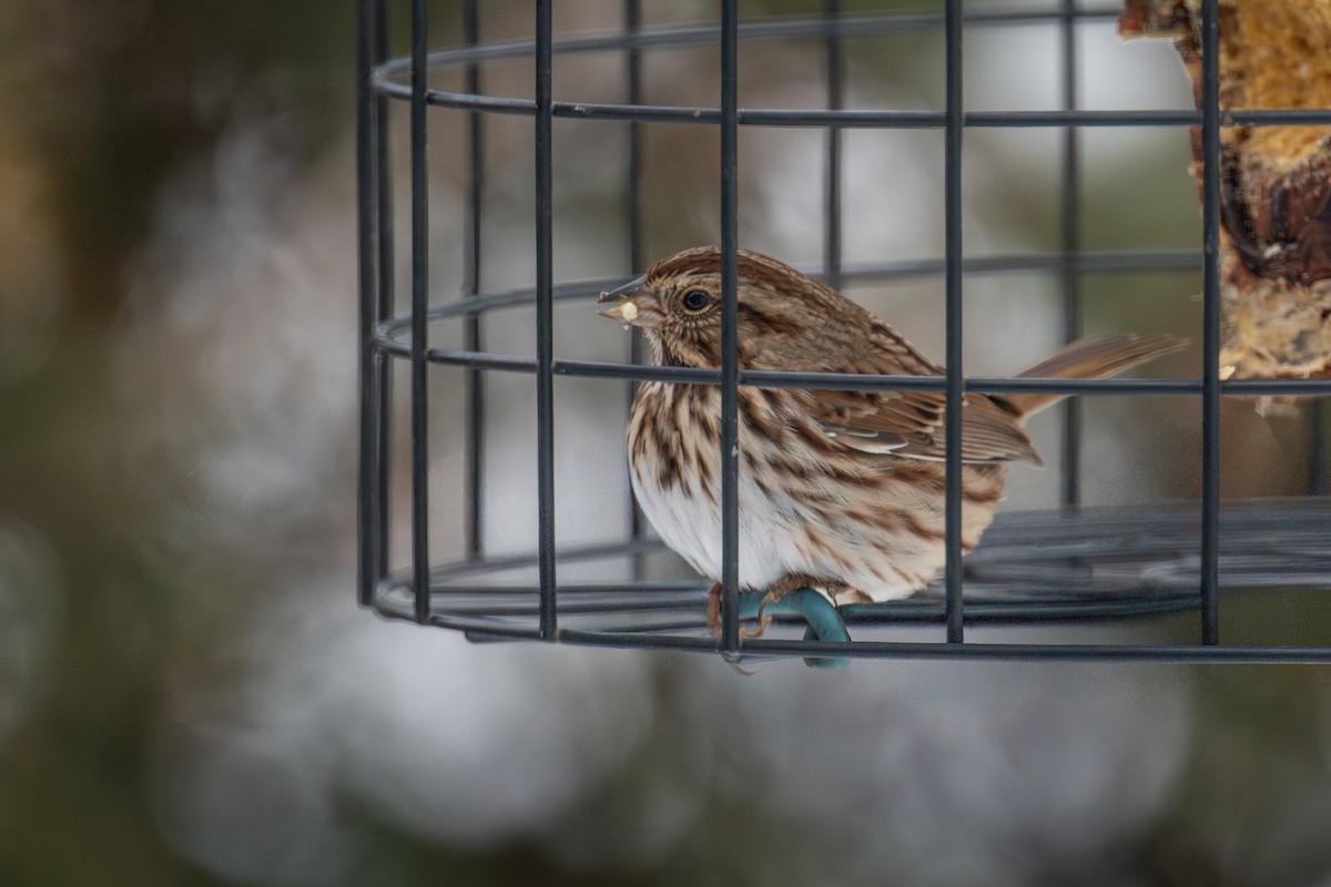 Singammer - ML646973985