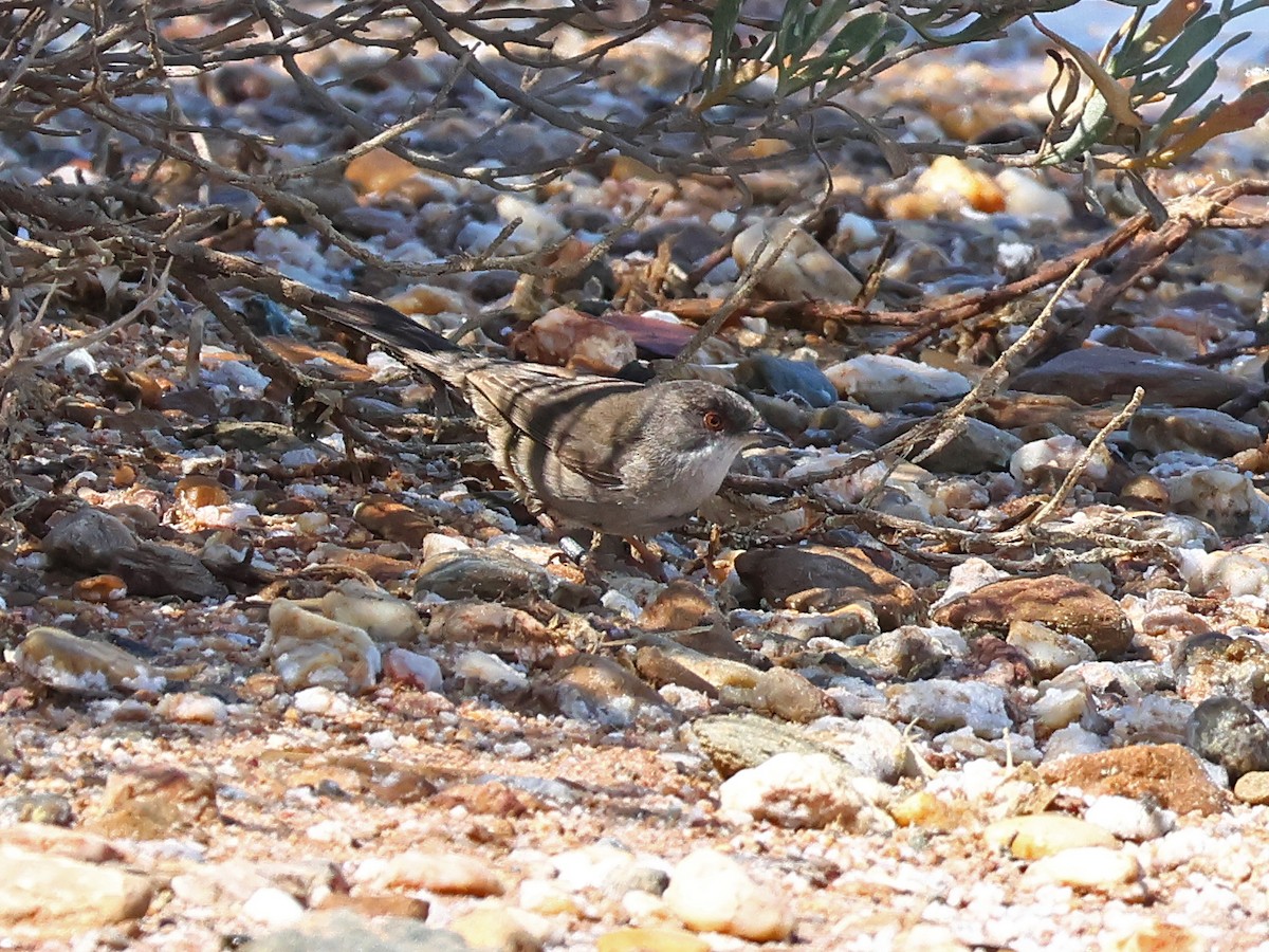 Samtkopf-Grasmücke - ML646973986