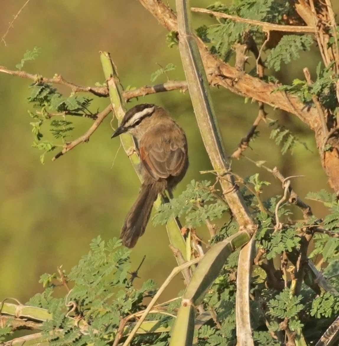 Senegaltschagra - ML646973988