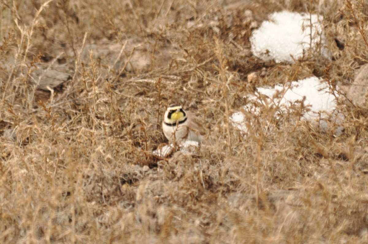 Рогатый жаворонок - ML646973989