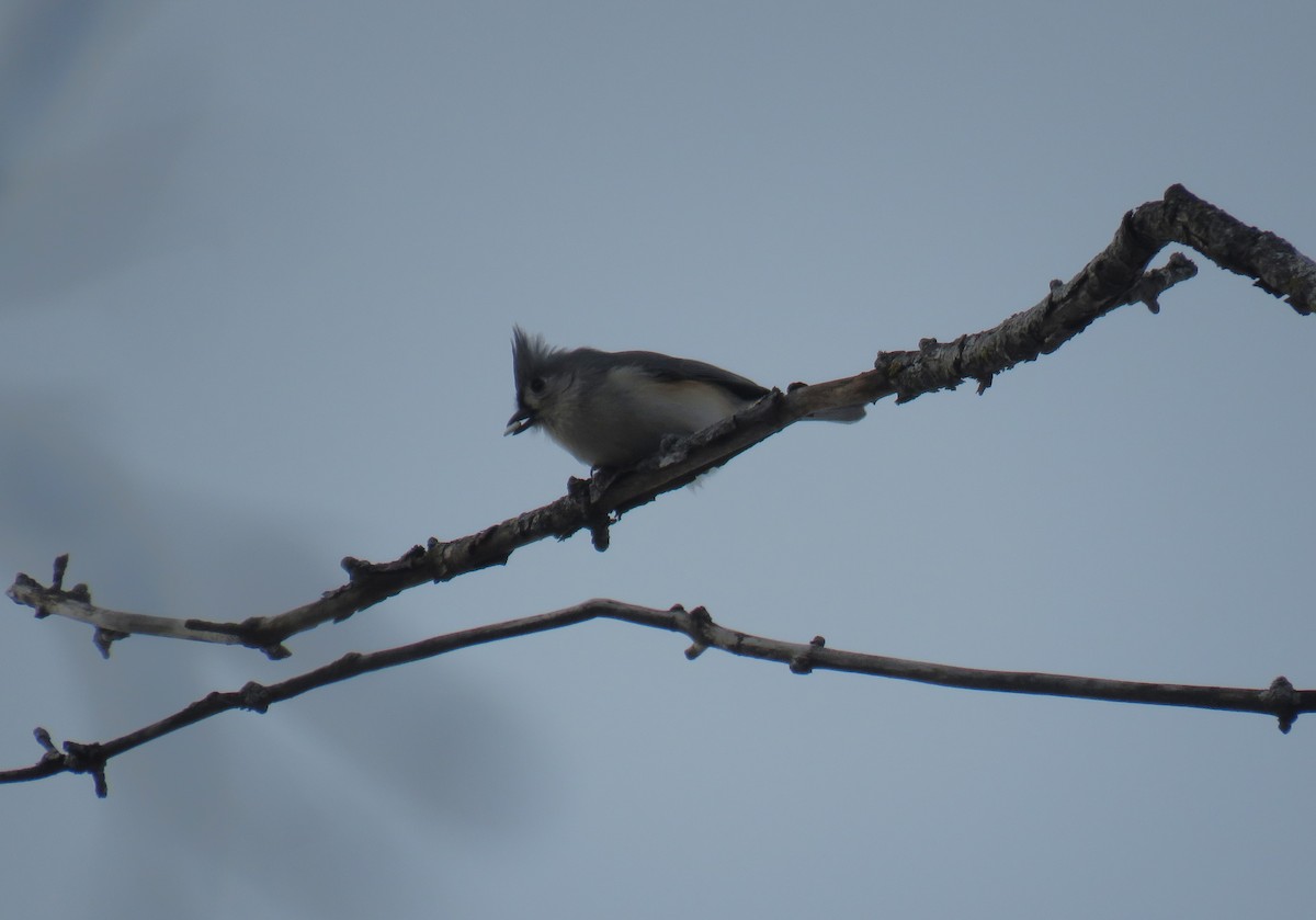 Tufted Titmouse - ML646973990