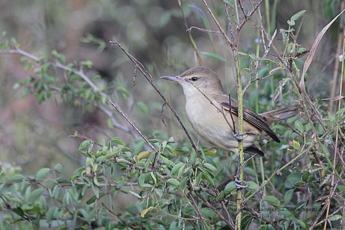 קנית אפריקנית - ML646973991