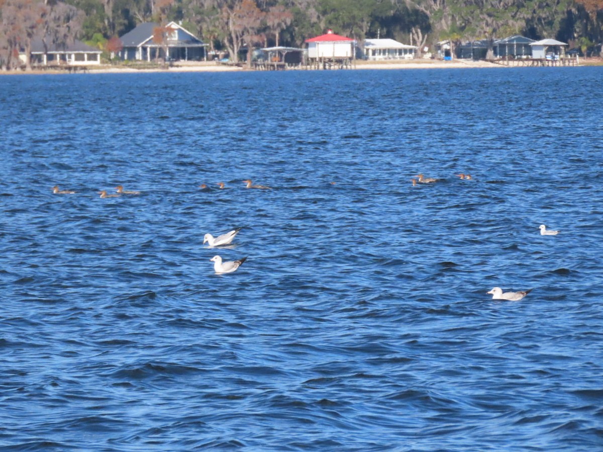 Red-breasted Merganser - ML646973993