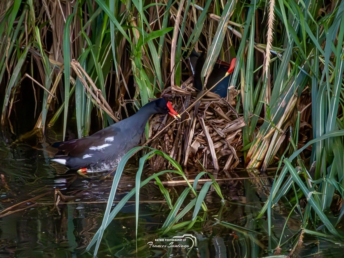 Common Gallinule - ML646973995