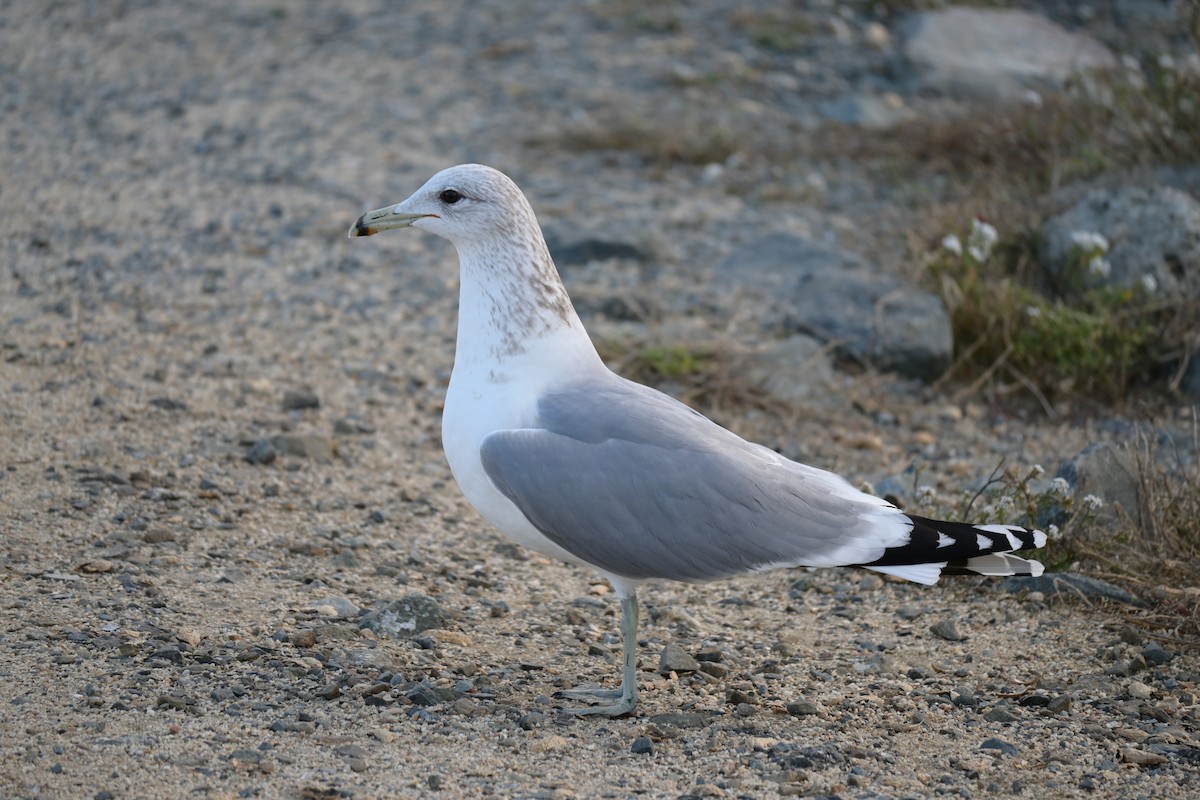 California Gull - ML646974004