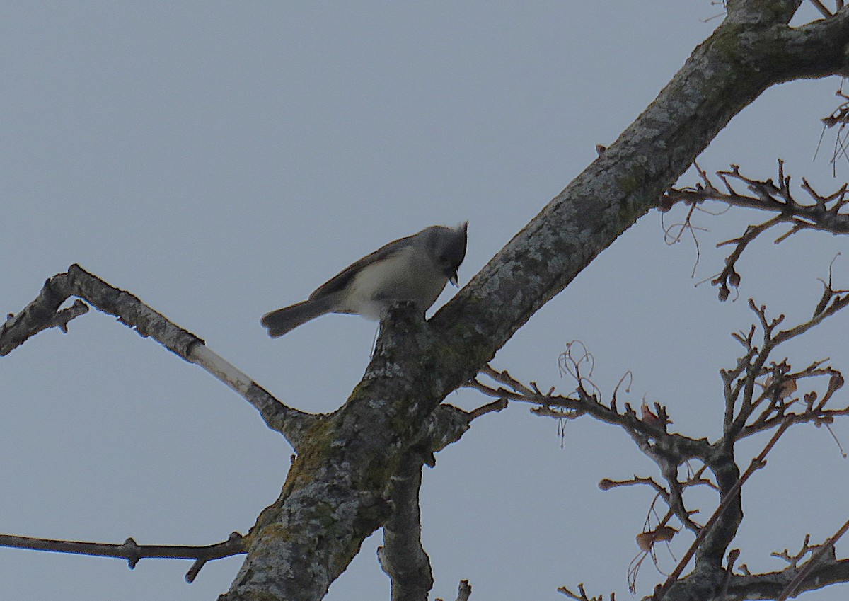 Tufted Titmouse - ML646974008