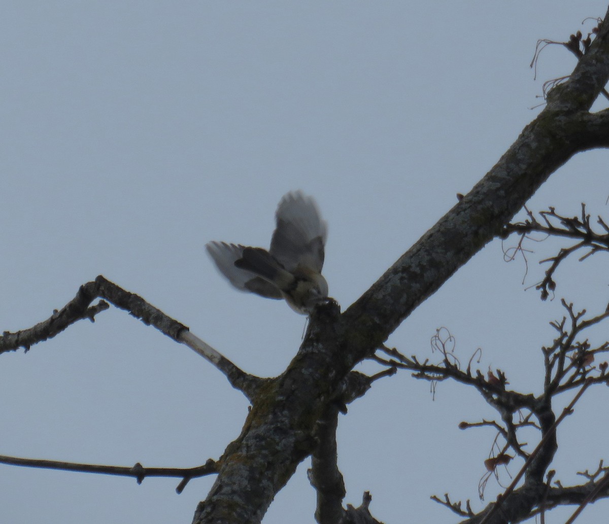 Tufted Titmouse - ML646974009