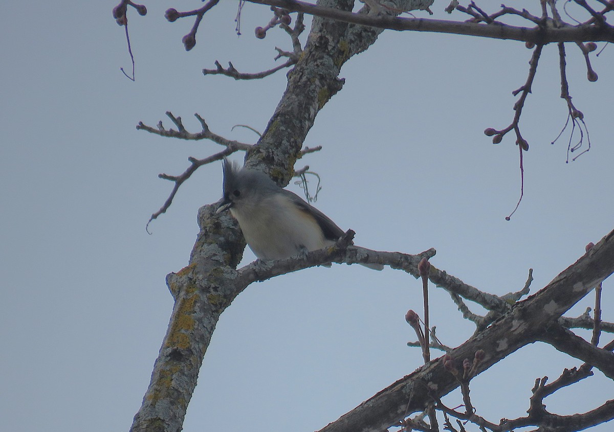 Tufted Titmouse - ML646974010