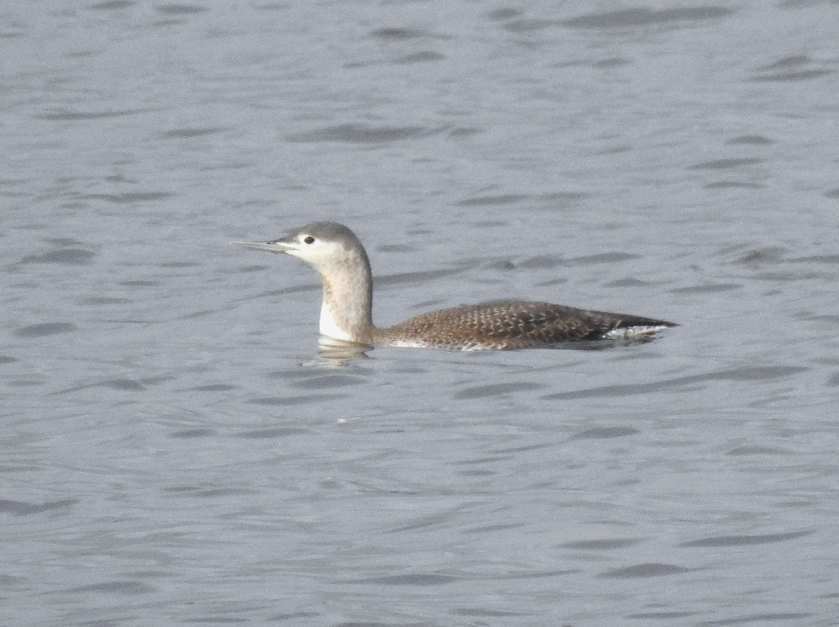 smålom - ML646974012