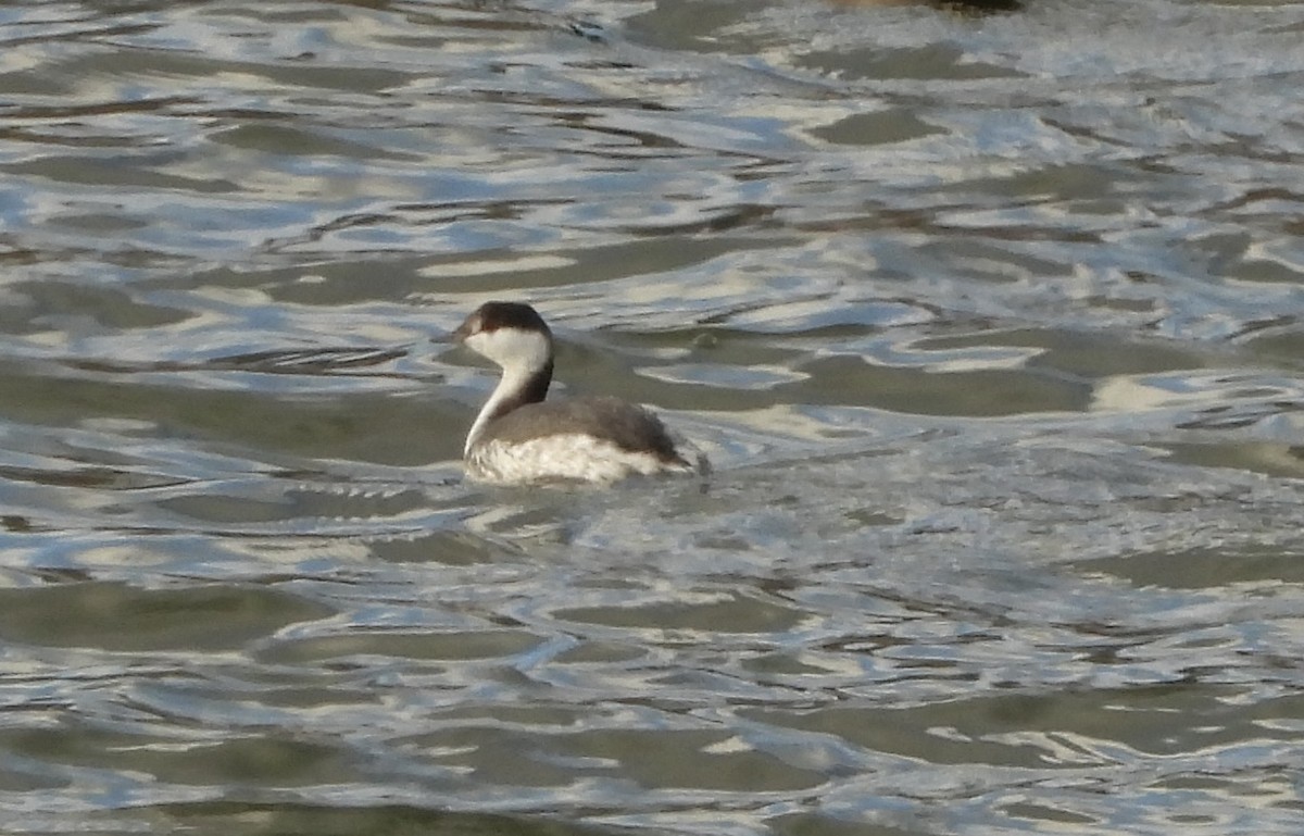 Ухаа шунгуур - ML646974013