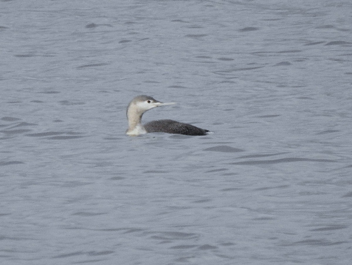 smålom - ML646974016