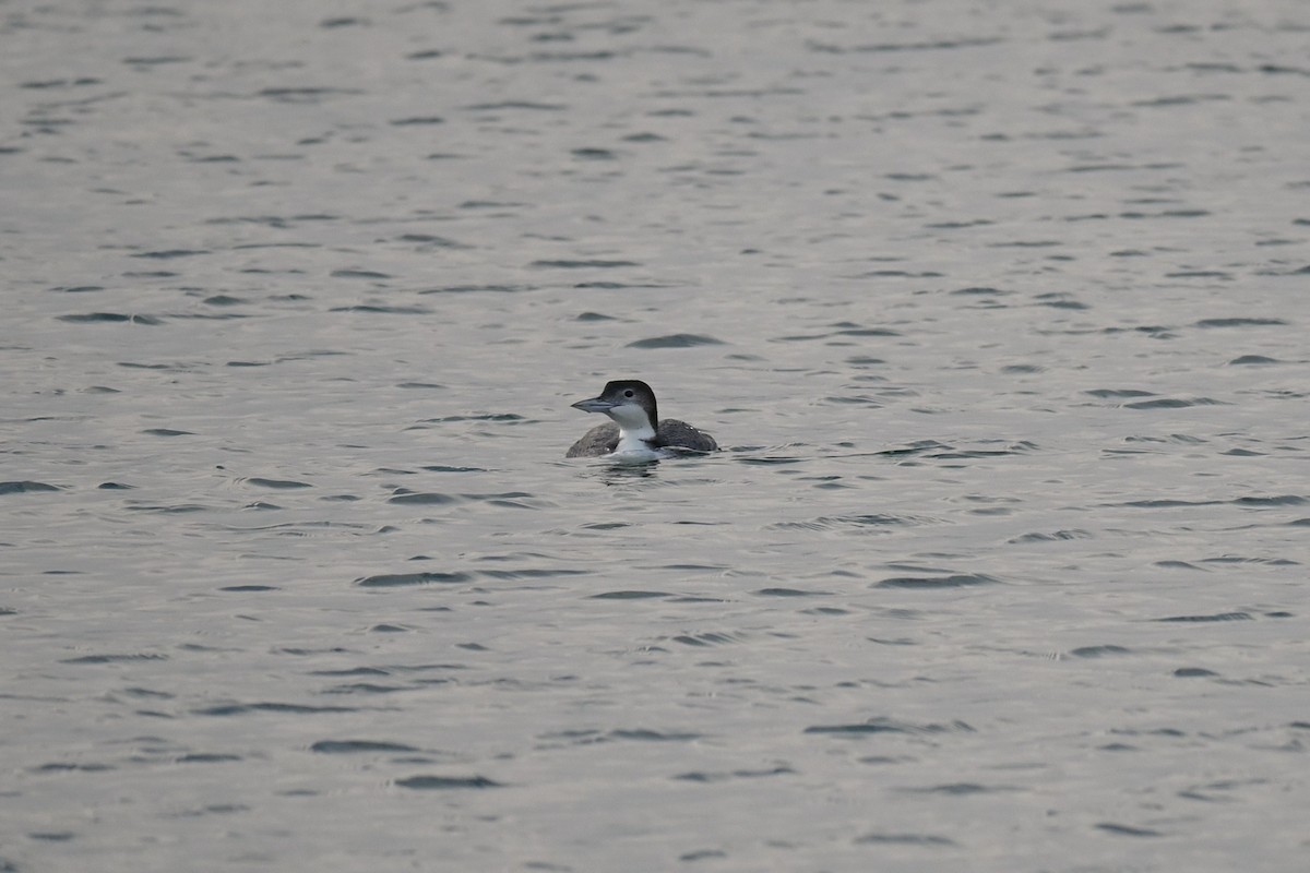 Common Loon - ML646974020