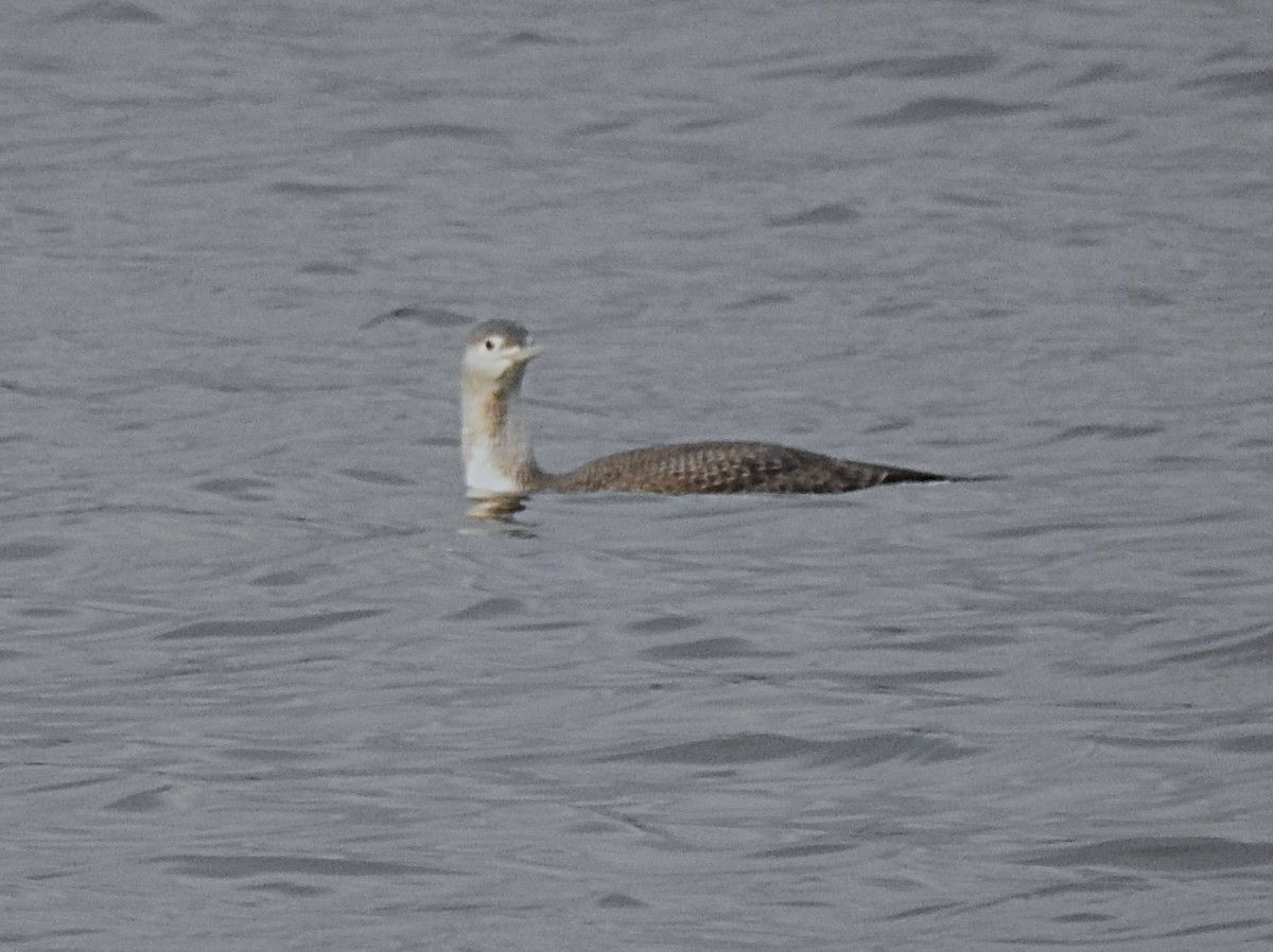 smålom - ML646974021