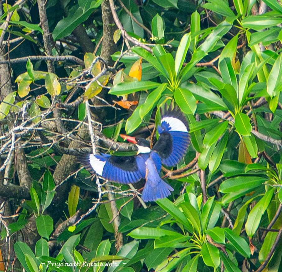 ヤマショウビン - ML646974022