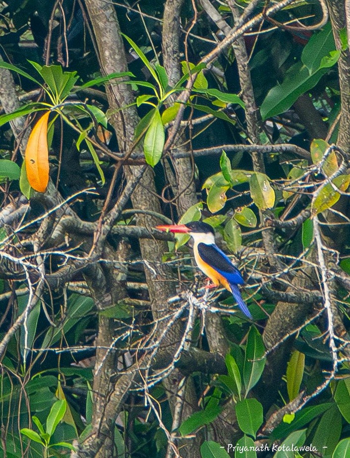 ヤマショウビン - ML646974023