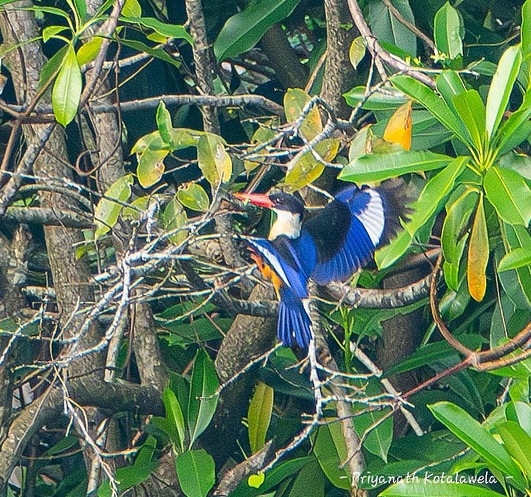 ヤマショウビン - ML646974024