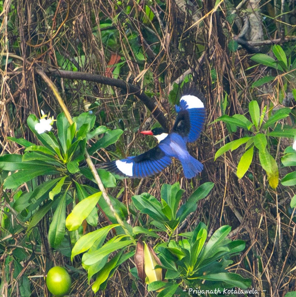 ヤマショウビン - ML646974025