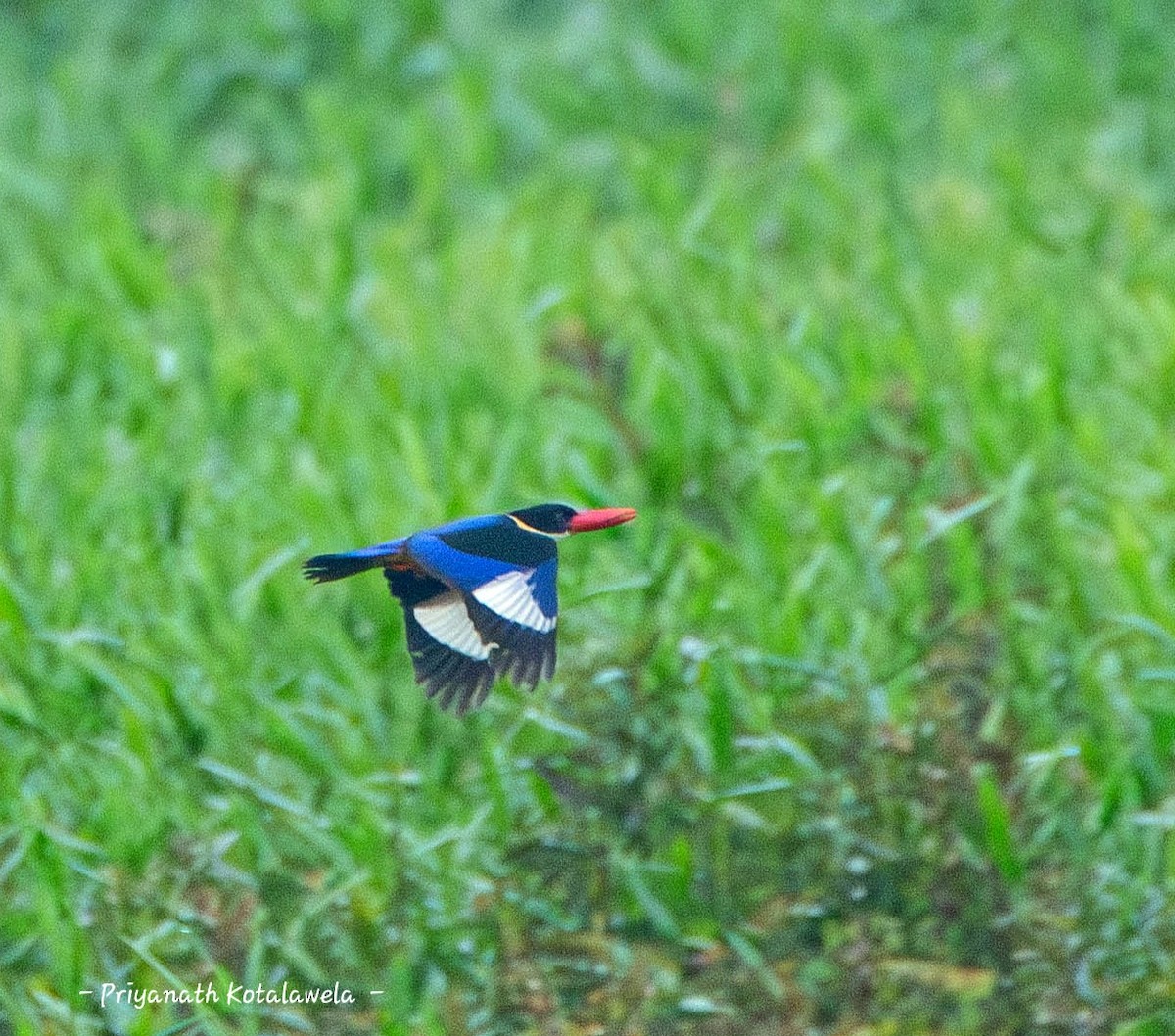 ヤマショウビン - ML646974026