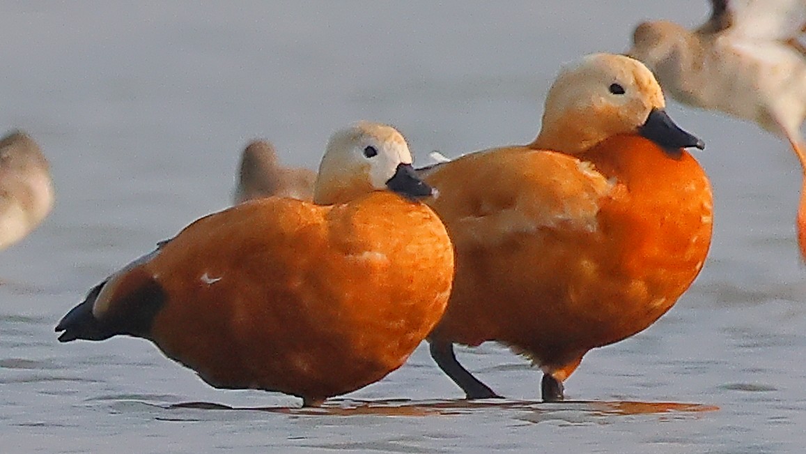 瀆鳧 - ML646974030