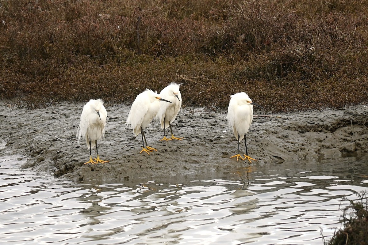Snowy Egret - ML646974032