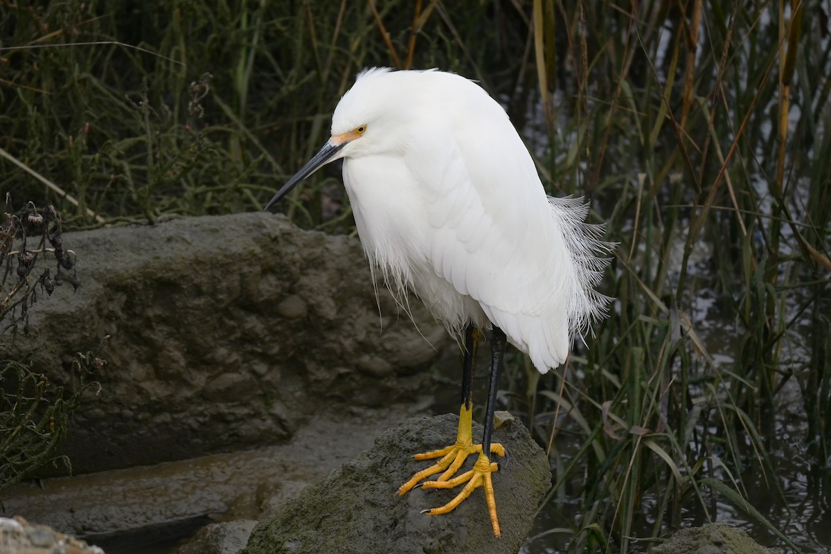 Snowy Egret - ML646974033
