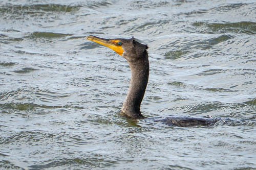 Double-crested Cormorant - ML646974034
