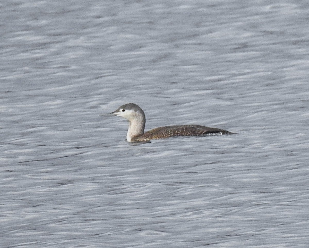 smålom - ML646974035