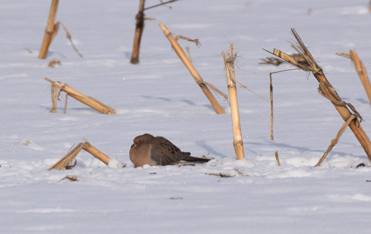 sørgedue - ML646974036