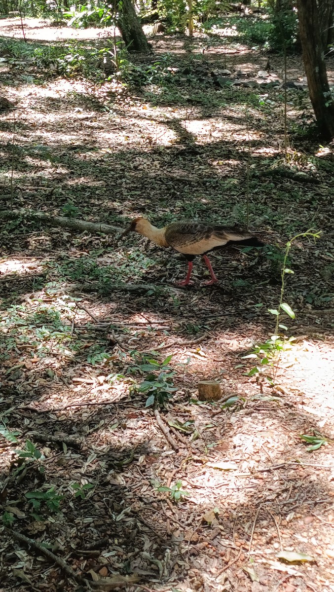 ibis bělokřídlý - ML646974040