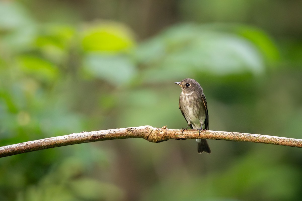 חטפית כהה - ML646974043