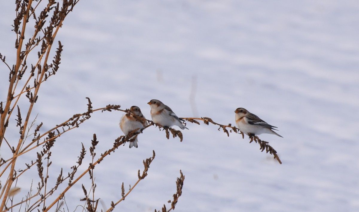 snøspurv - ML646974044