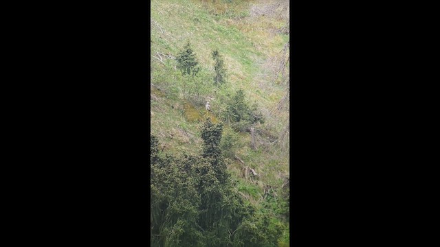 Northern Hawk Owl - ML646974045