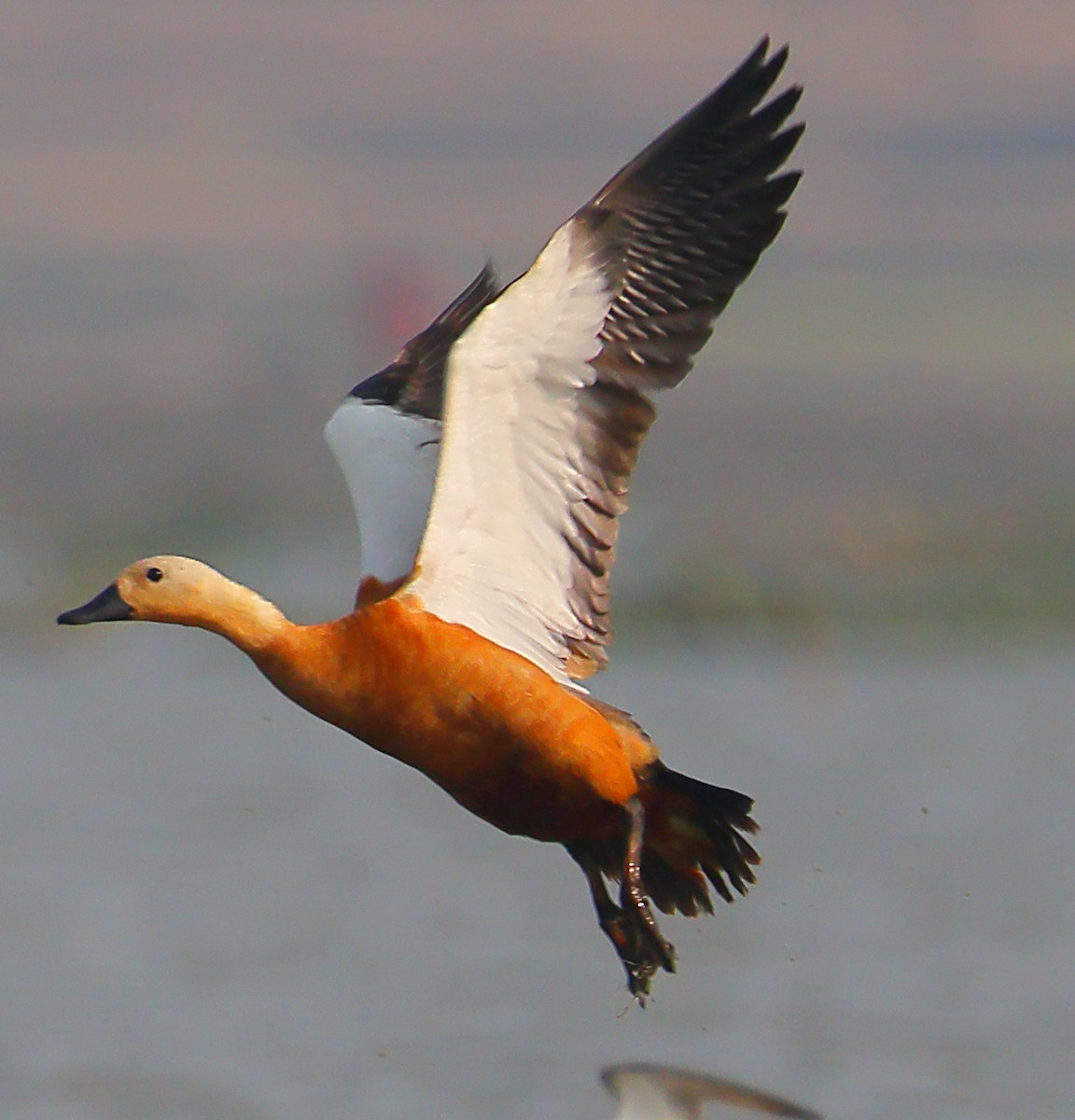 瀆鳧 - ML646974048