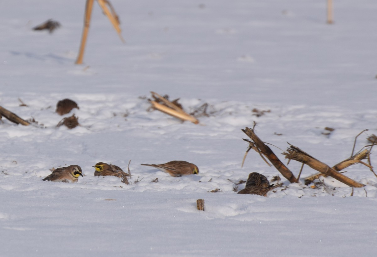 fjellerke - ML646974049