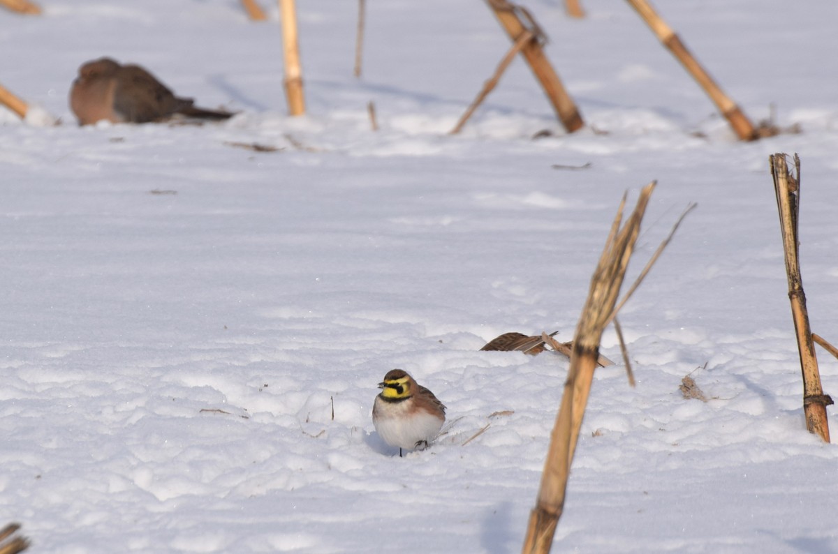 fjellerke - ML646974050